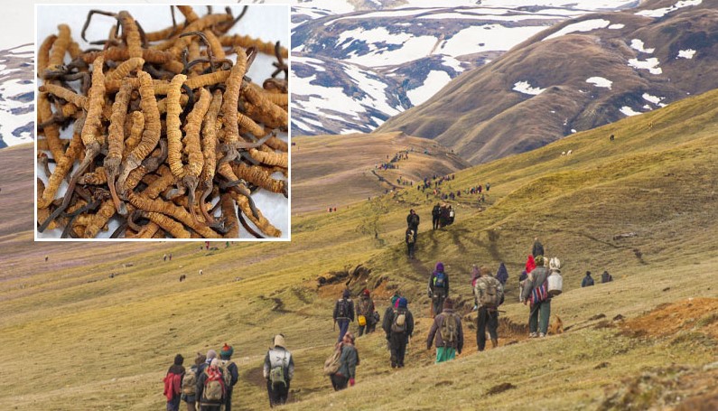 The Hidden Cost of Yarsagumba: High Risks, Shrinking Rewards